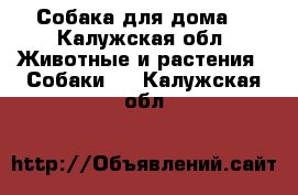 Собака для дома  - Калужская обл. Животные и растения » Собаки   . Калужская обл.